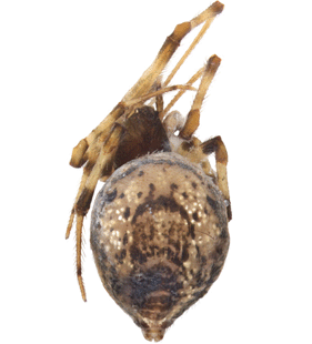 species
