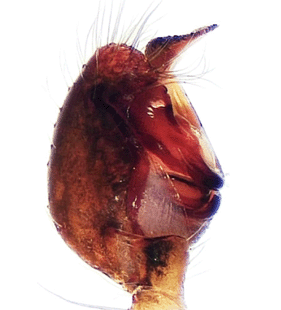 species