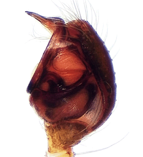 species