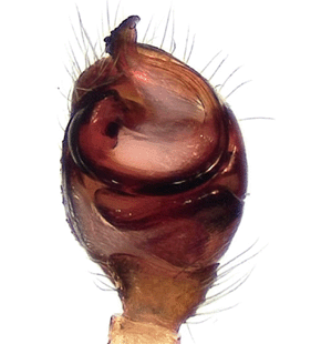 species