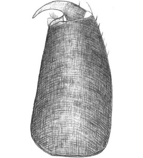 species