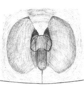 species