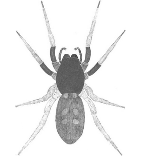species