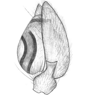 species