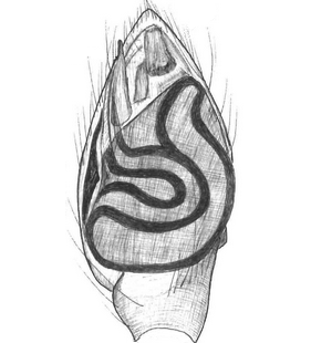 species