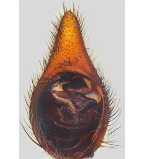 species