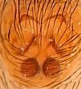 species