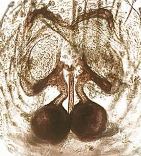 species