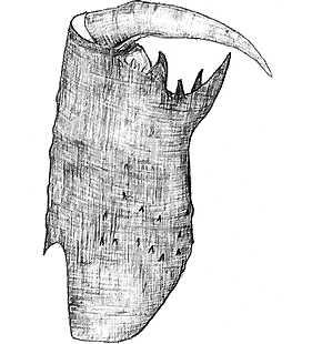 species