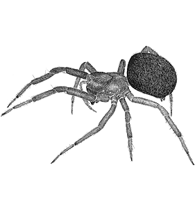 species