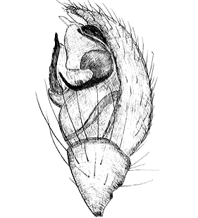 species
