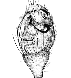 species