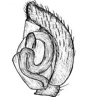 species