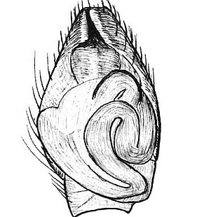 species