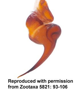 species