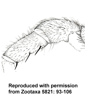 species