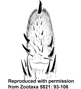 species