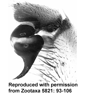 species
