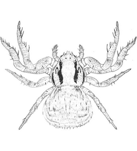 species