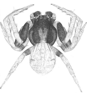 species