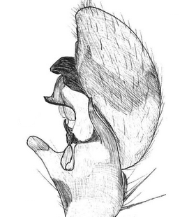 species