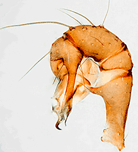 species