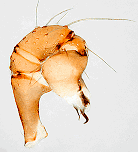 species