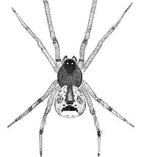 species