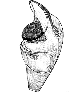 species