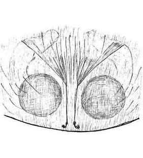 species