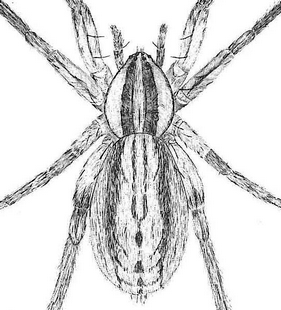 species