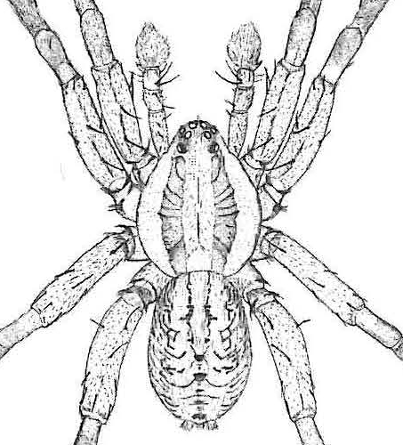 species