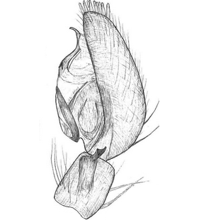 species