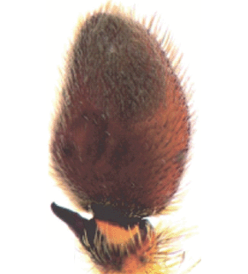 species