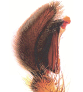 species
