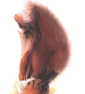 species