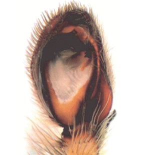 species