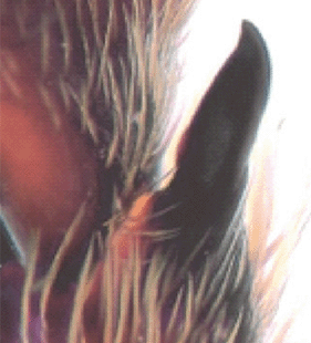 species