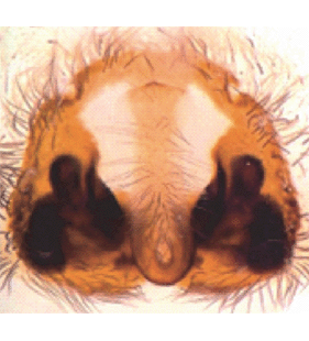species