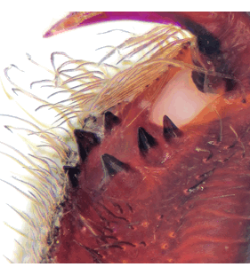 species