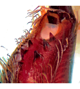 species
