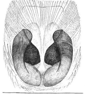 species