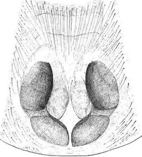 species