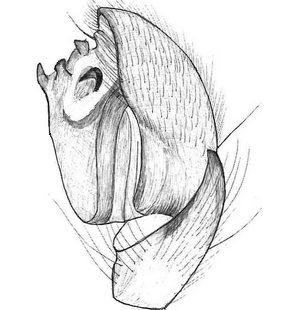 species