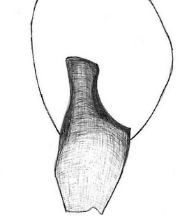 species