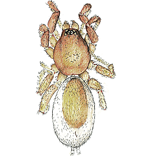 species