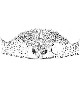 species