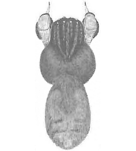 species