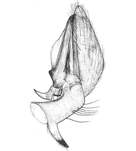species
