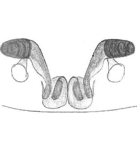 species